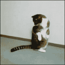cat tail gif