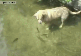 dog fishing gif