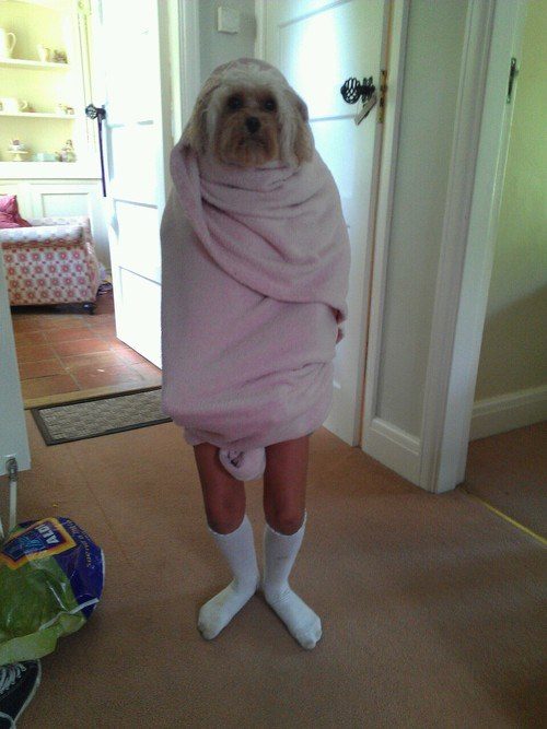 dog towel