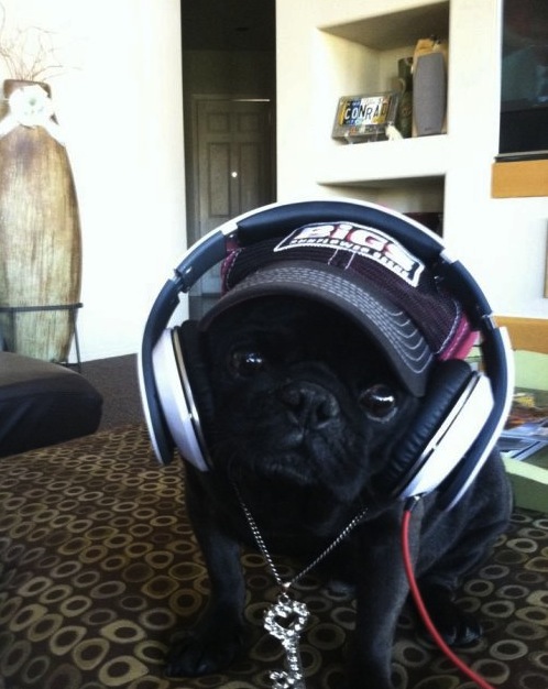 headset dog