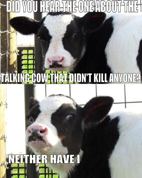 killer cow