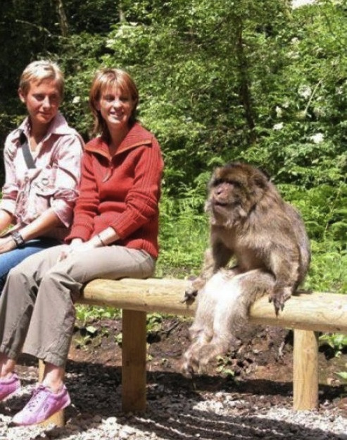 sitting monkey