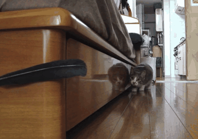 stealth cat gif